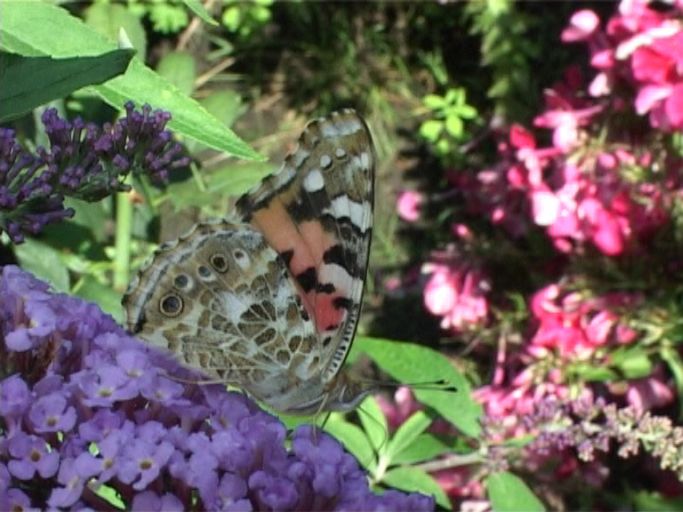 Distelfalter ( Vanessa cardui ), Flügelunterseite, auf Sommerflieder : Moers, in unserem Garten, 24.07.2009